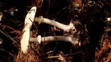 Amanita citrina var. lavendula image