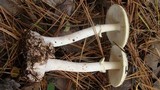 Amanita citrina var. lavendula image
