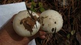 Amanita citrina var. lavendula image