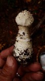 Amanita subcokeri image