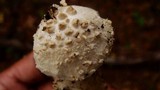 Amanita subcokeri image