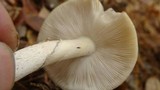 Amanita citrina var. lavendula image
