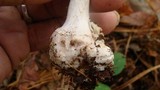 Amanita citrina var. lavendula image