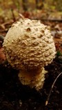 Amanita ravenelii image