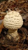 Amanita ravenelii image