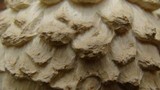 Amanita ravenelii image