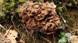 Grifola frondosa image