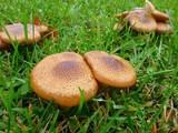 Armillaria solidipes image