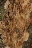 Sarcodontia pachyodon image