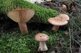 Lactarius vinaceorufescens image