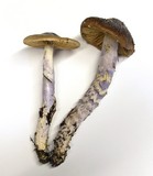 Cortinarius vanduzerensis image
