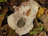 Hygrophorus russula image