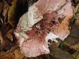 Hygrophorus russula image