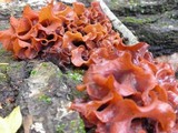 Phaeotremella foliacea image