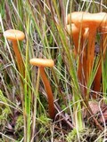 Laccaria longipes image