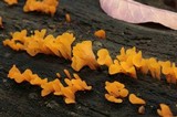 Dacryopinax spathularia image