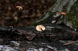 Rhizomarasmius pyrrhocephalus image