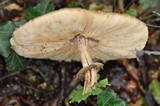 Chlorophyllum rachodes image