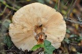 Chlorophyllum rachodes image