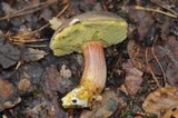 Boletus pruinatus image