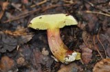 Boletus pruinatus image