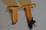 Lactarius deliciosus image