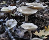 Infundibulicybe geotropa image