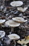 Infundibulicybe geotropa image