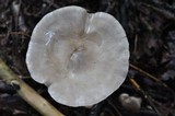 Infundibulicybe geotropa image