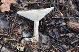 Infundibulicybe geotropa image