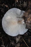 Infundibulicybe geotropa image