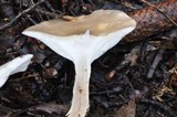 Infundibulicybe geotropa image