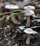 Infundibulicybe geotropa image
