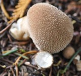 Lycoperdon umbrinum image