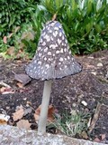 Coprinopsis picacea image