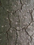 Phlyctis agelaea image