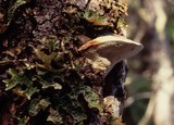 Haploporus odorus image