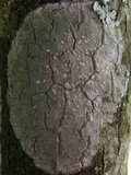 Phlyctis agelaea image