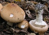 Limacella guttata image