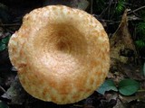 Lactarius psammicola image