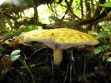 Lactarius psammicola image