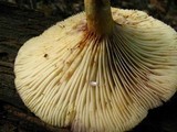 Lactarius psammicola image