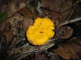Cantharellus phasmatis image