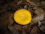 Cantharellus phasmatis image