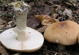 Limacella guttata image