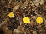 Cantharellus phasmatis image