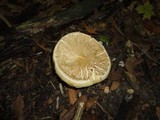 Boletus pallidus image