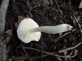 Tricholoma umbonatum image