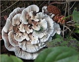 Hydnellum suaveolens image
