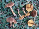 Cortinarius croceus image